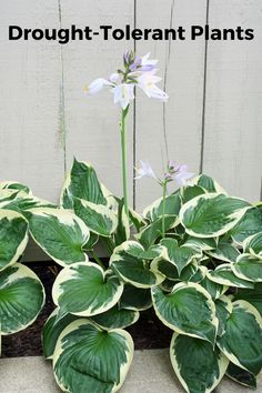 a plant with white and green leaves in front of a wooden fence that says, brought - tolerant plants