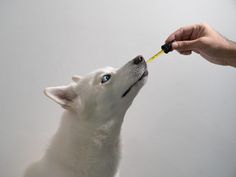 a white dog is being fed with a yellow stick by its owner's hand