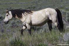 a white and black horse walking through tall grass