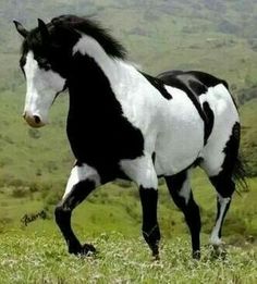 a black and white horse is running in the grass