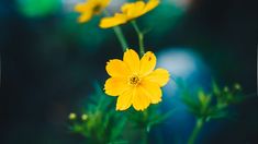 yellow flowers with green stems in the foreground