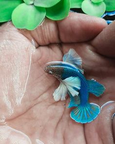 a small blue and white fish in someone's hand next to some water lilies