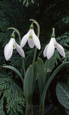 three white flowers with green stems in front of some trees and leaves on the ground