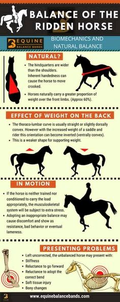 an info sheet with horses and their names