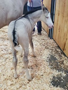 a baby horse standing next to an adult horse