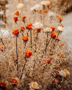 some orange and white flowers are in the grass