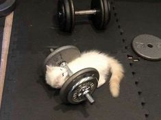 a white cat laying on top of a gym floor next to a dumbble bar