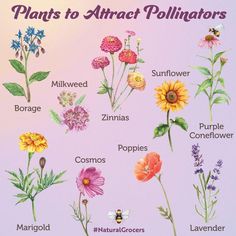 a poster with different types of flowers and plants to attract pollinoers in the garden