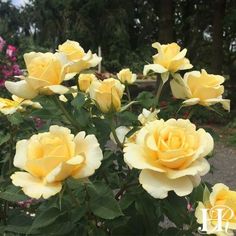 yellow roses are blooming in the garden