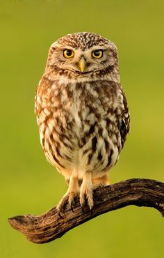 an owl sitting on top of a branch with green grass in the backround