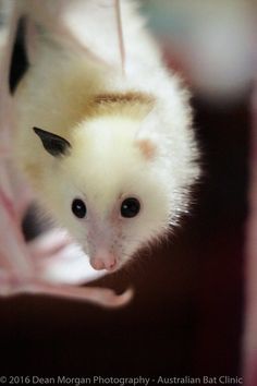 a small white animal hanging upside down