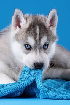 a husky puppy chewing on a blue blanket