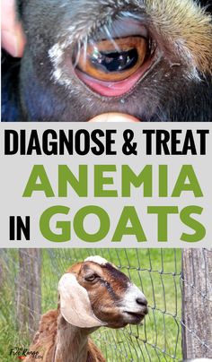 an animal that is eating something out of its mouth and the words, diagnose & treat anema in goats