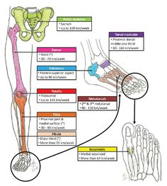 Common stress fractures in runners: An analysis Vasiliadis AV - Saudi J Sports Med View Image