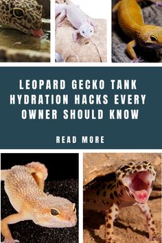 leopard gecko misting Desert Creatures, Leopard Gecko Tank, Leopard Gecko Care, Gecko Tank, Gargoyle Gecko, Leopard Geckos, Zebra Finch, Desert Animals, Crested Gecko