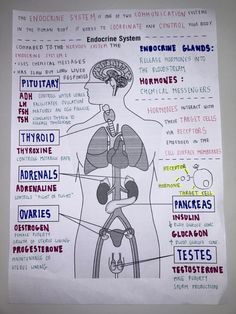 a diagram of the human system on a piece of paper