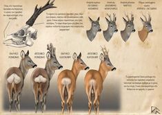 the deer are all different types of antelope in their natural habitat, and they appear to be extinct