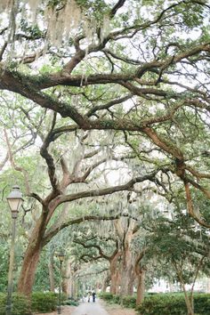 a couple walking down a tree lined path in charleston, sc on a cloudy day