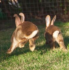 two brown and white rabbits in grassy area next to fence