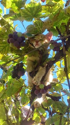 a cat sitting on top of a tree next to grapes