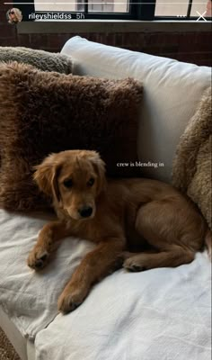 a brown dog laying on top of a white couch next to pillows and a window