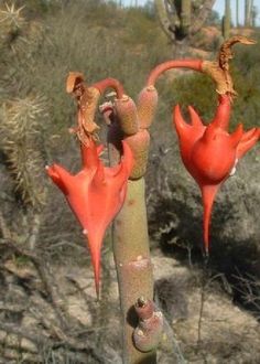 two red flowers on a cactus plant in the desert