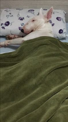 a white dog laying on top of a bed under a green blanket next to pillows