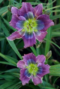 two purple flowers with green leaves in the background