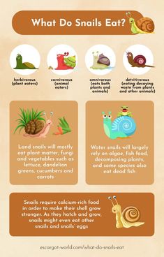 an info sheet describing the different types of snails