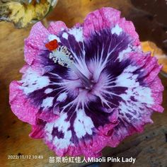 a purple and white flower sitting on top of a wooden table