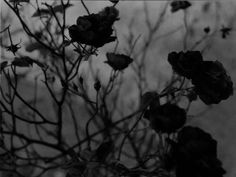 black and white photograph of branches with flowers