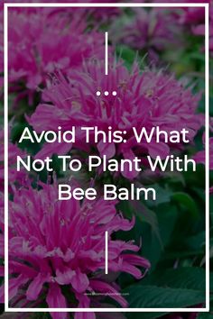 pink flowers with the words avoid this what not to plant with bee balm