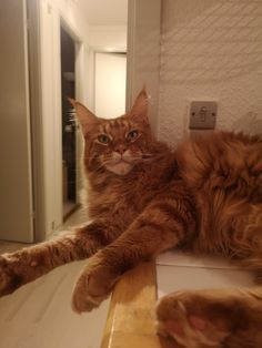 an orange tabby cat laying on top of a wooden table next to a white wall