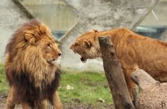 two lions standing next to each other in an enclosure