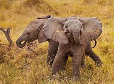 two elephants are walking in the grass with their trunks wrapped around each other's necks