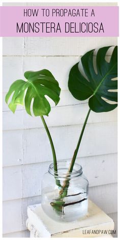 a plant in a glass jar with water on top and the words how to propagate a monstera deliciasa