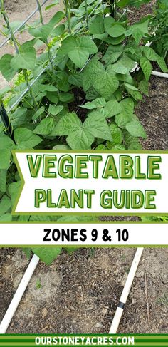 the vegetable plant guide for zone 9 and 10 is in front of some green plants