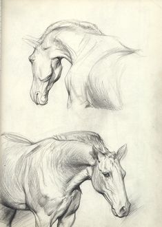 three drawings of horses in various poses, one with its head turned to the side