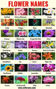 flower names for different types of flowers