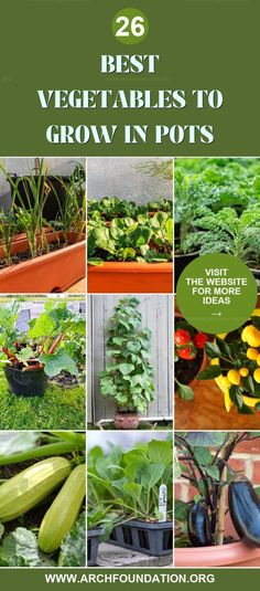 the best vegetables to grow in pots