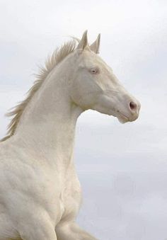 a white horse is galloping on the grass