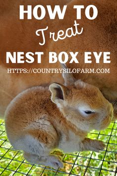 a baby rabbit cuddles its mother's ear on a wire fence