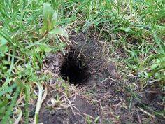 a hole in the ground with grass growing around it