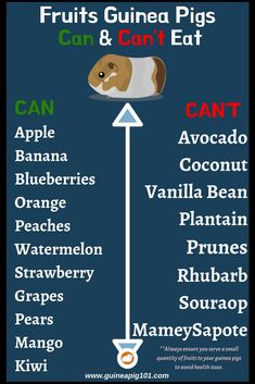 a poster with the words fruits, guinea pigs can and can't eat