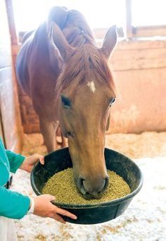 a woman feeding a horse food out of a bowl