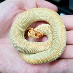 a person holding a yellow snake in their hand