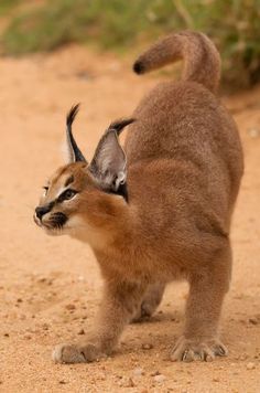 a small animal standing on top of a dirt road