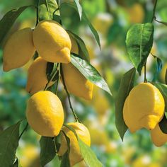 several lemons hanging from a tree with green leaves