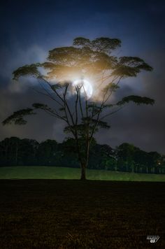 an illuminated tree in the middle of a field