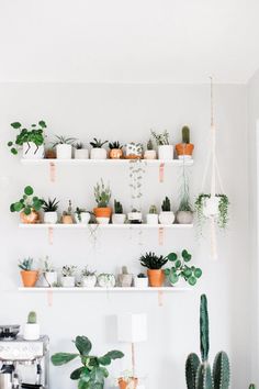 several potted plants are arranged on the wall above a coffee table in a white room